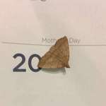image for Moth lands perfectly on calendar