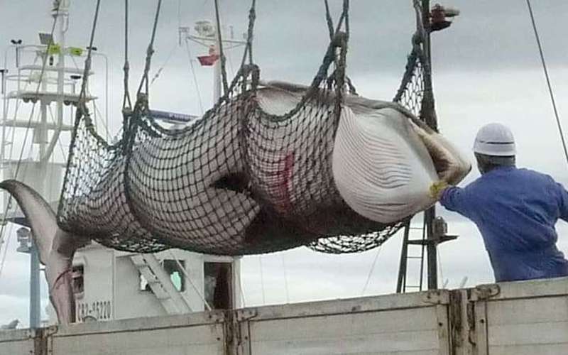 image for Japan slaughters more than 120 pregnant whales for 'research'