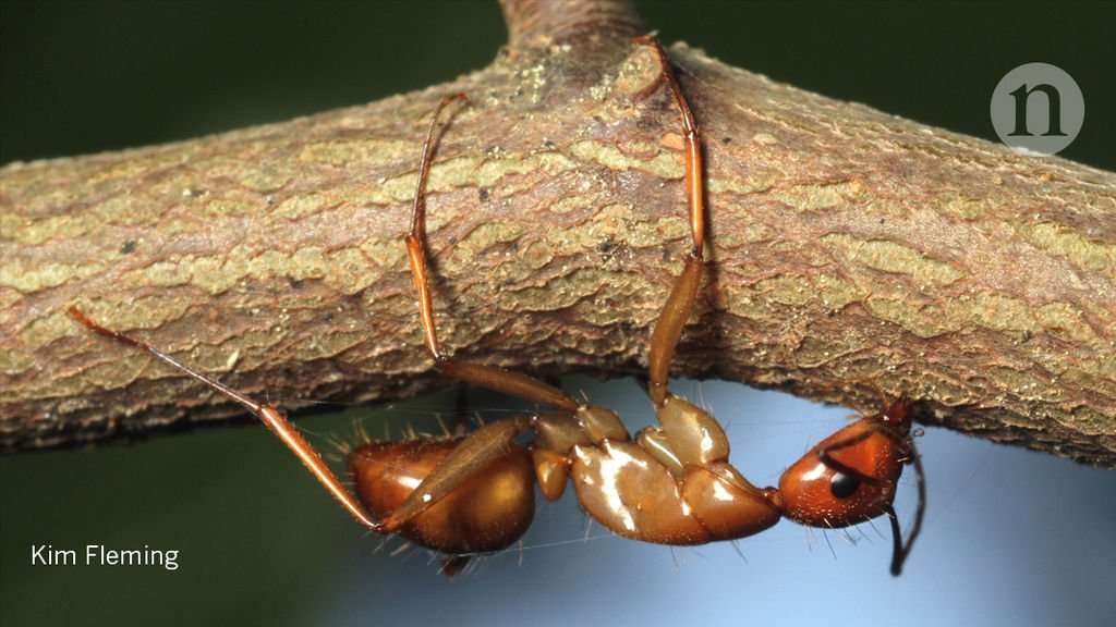 image for Zombie ants’ final resting place sealed by the trees