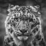 image for 🔥 One-eyed snow leopard. 🔥