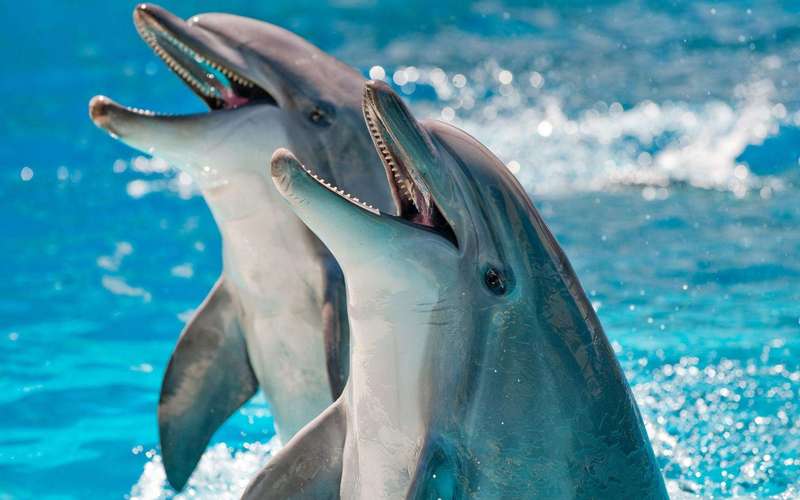 image for Scientists attempt to measure dolphin ‘happiness’ for the first time