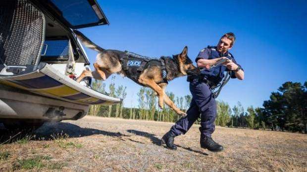 image for Police dog survives stabbing after blood transfusion from fellow police dog