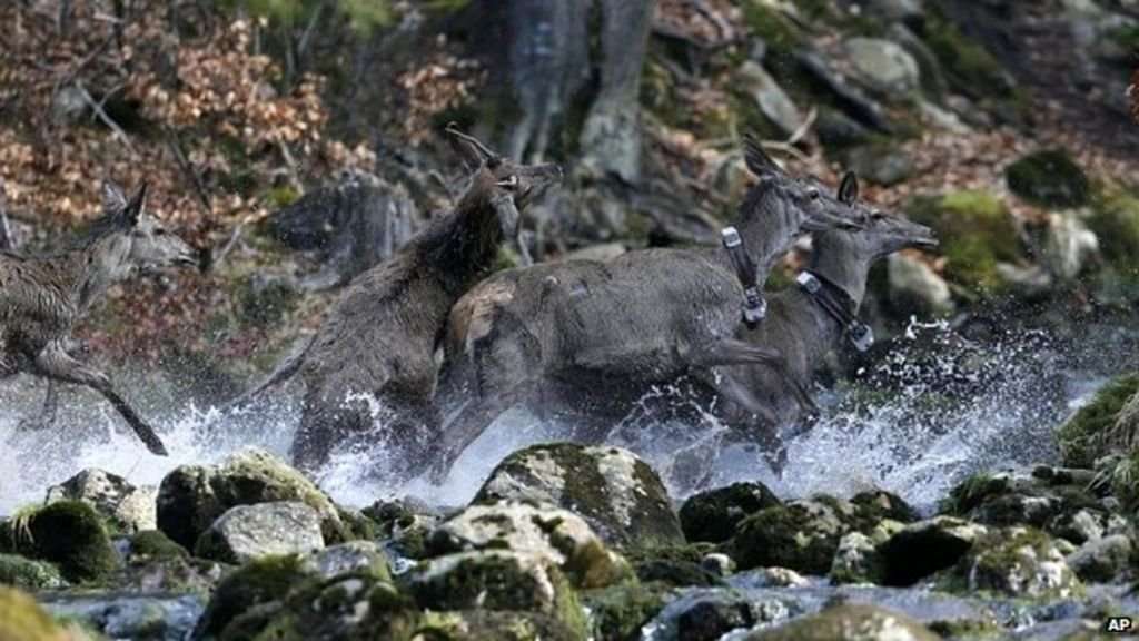 image for Czech deer still avoid Iron Curtain