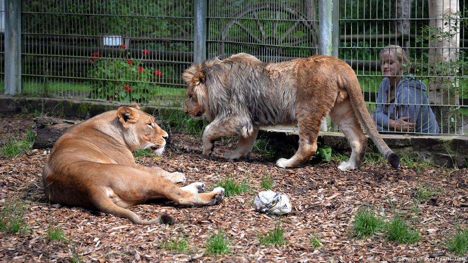 image for German zoo's 'escaped' animals didn't actually escape, just hiding