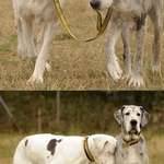 image for This blind dog has its own guide dog, and they are perfect...