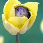 image for Harvest Mice love the smell of pollen and often fall asleep inside flowers