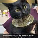 image for PsBattle: Vase kitty