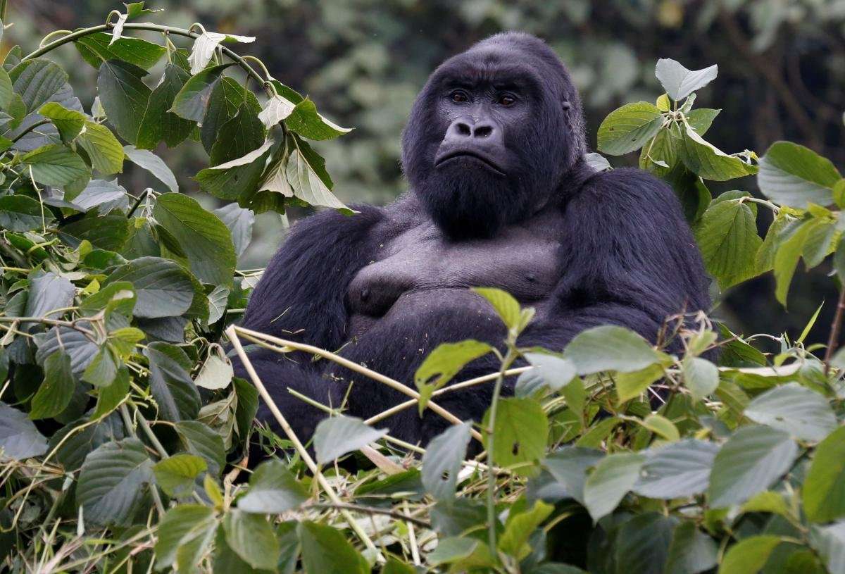 image for Endangered mountain gorilla population recovers to over 1,000