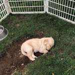 image for All tuckered out from digging