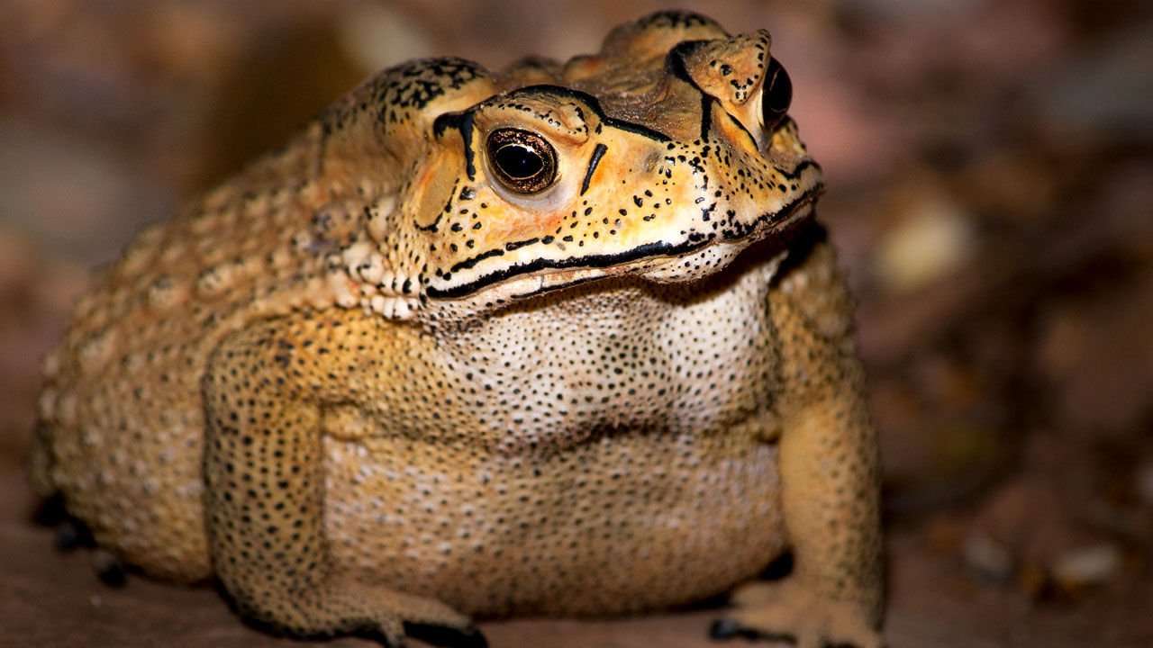 image for Toxic toads could devastate Madagascar’s biodiversity