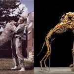 image for Grover Krantz donated his body on the condition his dogs was kept close to him, they are both now on display at the smithsonian