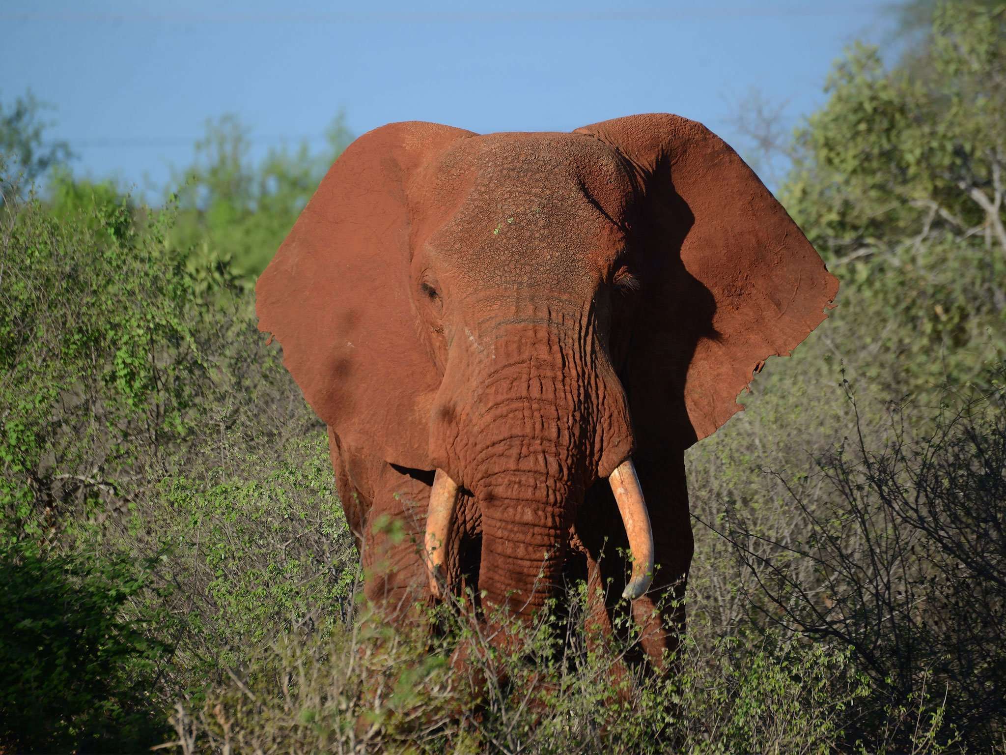 image for Elephant poachers shot dead by rangers at wildlife reserve in Kenya