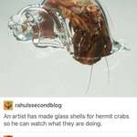 image for Glass shell for hermit crabs!