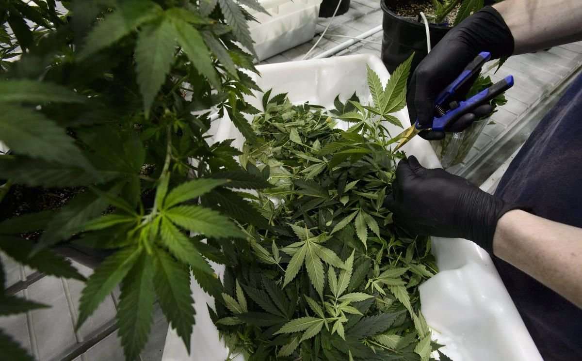 image for Senate approves marijuana legalization bill with dozens of amendments