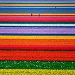 image for Tulip Fields in North-Holland, Netherlands