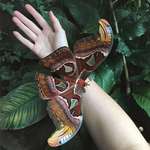 image for 🔥 Huge Attacus Atlas