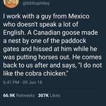 image for The way this man described a Canadian goose