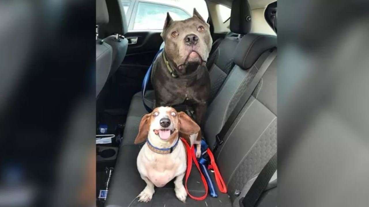image for Blind dachshund and his pit-bull guide finally find their forever home