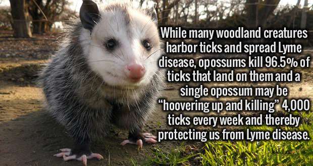 image for FACT CHECK: Do Opossums Kill Ticks, Inhibit the Spread of Lyme Disease?