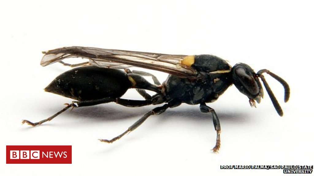 image for Wasp venom 'a weapon against cancer'
