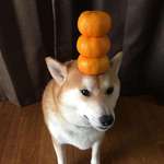 image for PsBattle: Shibe mastering oranges