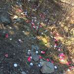 image for If you proposed in the smoky mnts, and left fake rose petals everywhere I hope she said NO.