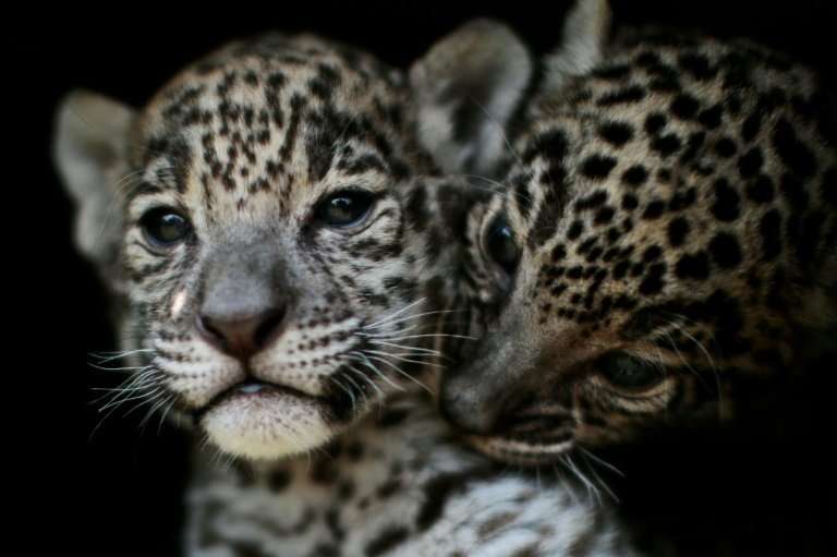 image for Mexico jaguar population grows 20% in eight years