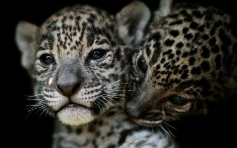 image for Mexico jaguar population grows 20% in eight years