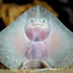 image for Stingrays don’t have any bones, and their skeleton is made entirely out of fibrous cartilage.
