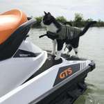 image for Friends cat loves water so they went jet skiing