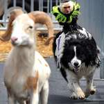 image for PsBattle: This intense monkey on dogback riding down a goat.