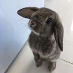 image for My friends bunny is so adorable!