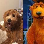 image for This dog looks like bear in the big blue house