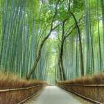 image for This beautiful place in Arashiyama: Kyoto, Japan
