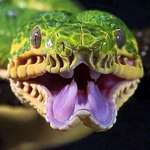 image for The mouth of an Emerald Tree Boa.