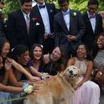 image for PsBattle: this smiling dog at prom