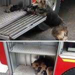 image for Dog saves all her puppies from a house fire