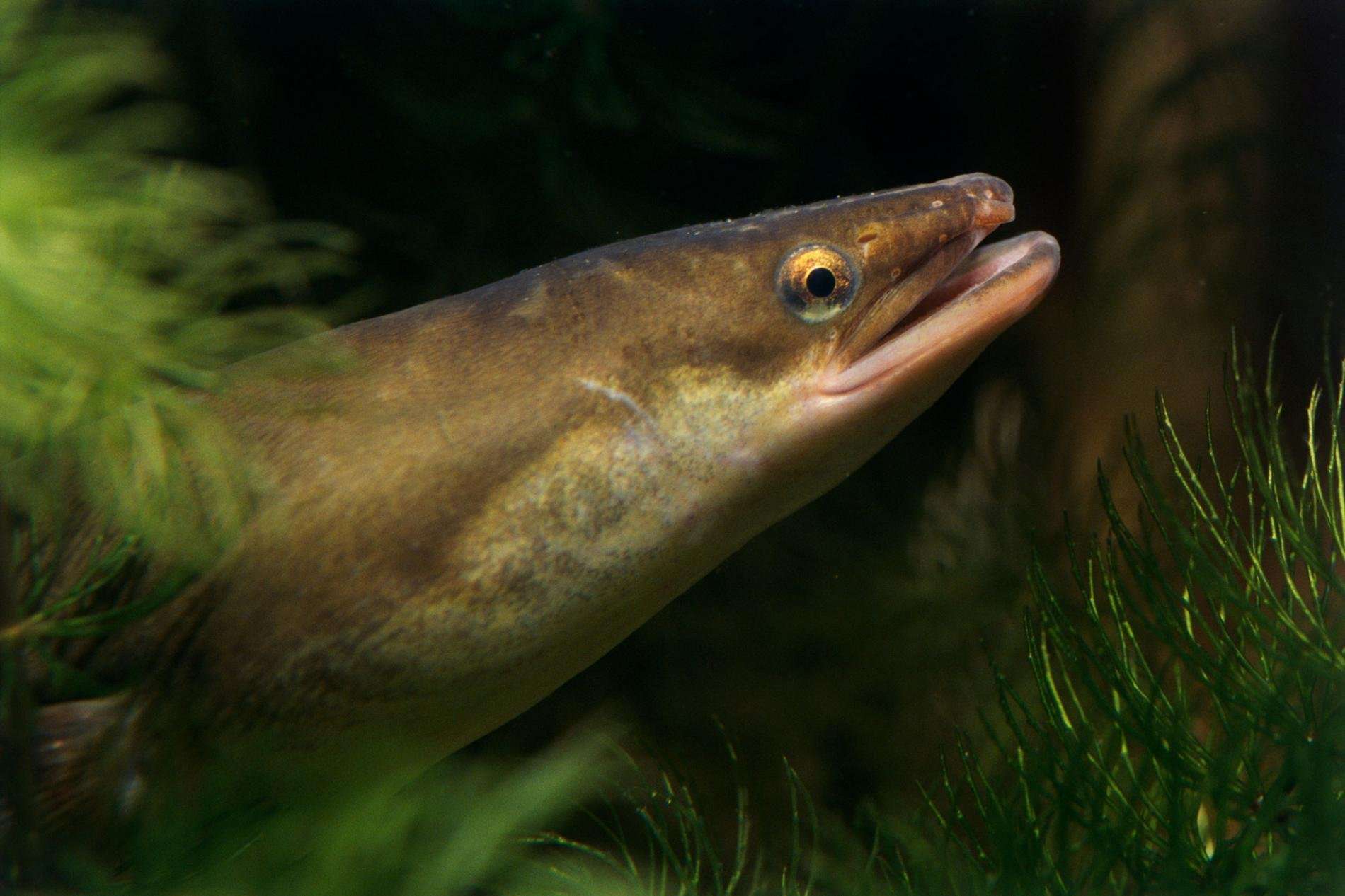 image for Some Rivers Are So Drug-Polluted, Their Eels Get High on Cocaine