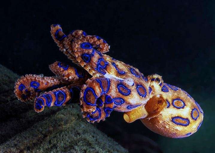 image for What It’s Like to Nearly Die From the Venom of a Blue-Ringed Octopus