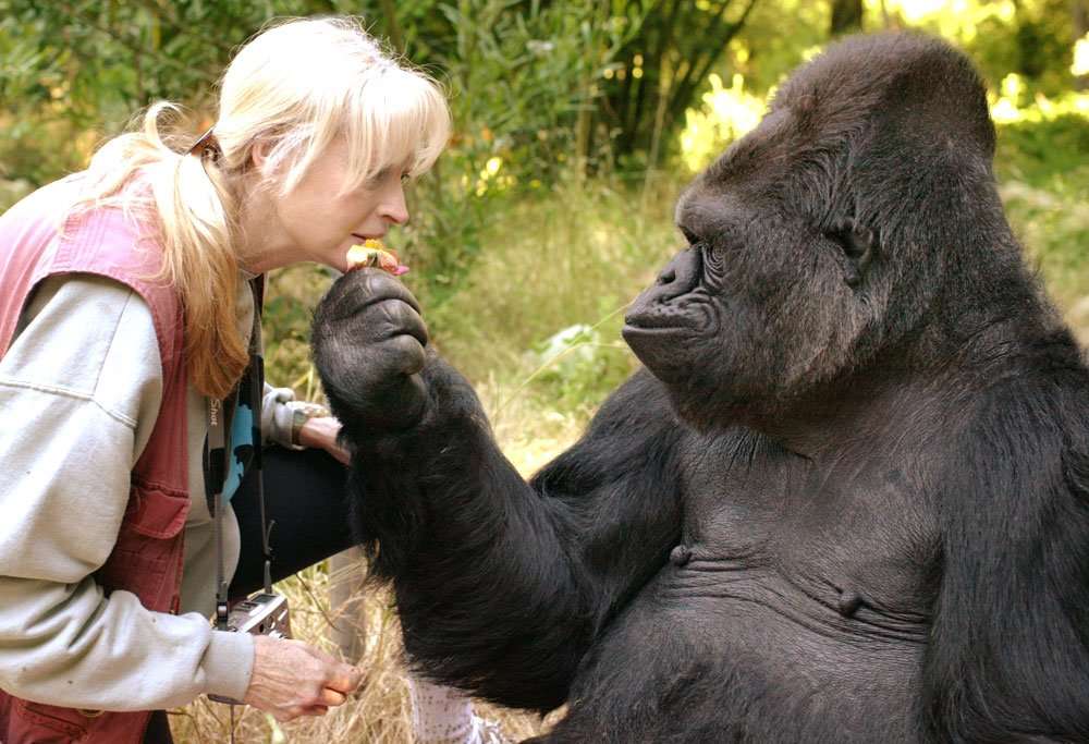image for The Gorilla Foundation is sad to announce the passing of our beloved Koko