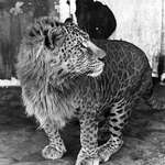image for This is a Leopon - A hybrid resulting from the crossing of a male leopard with a lioness.