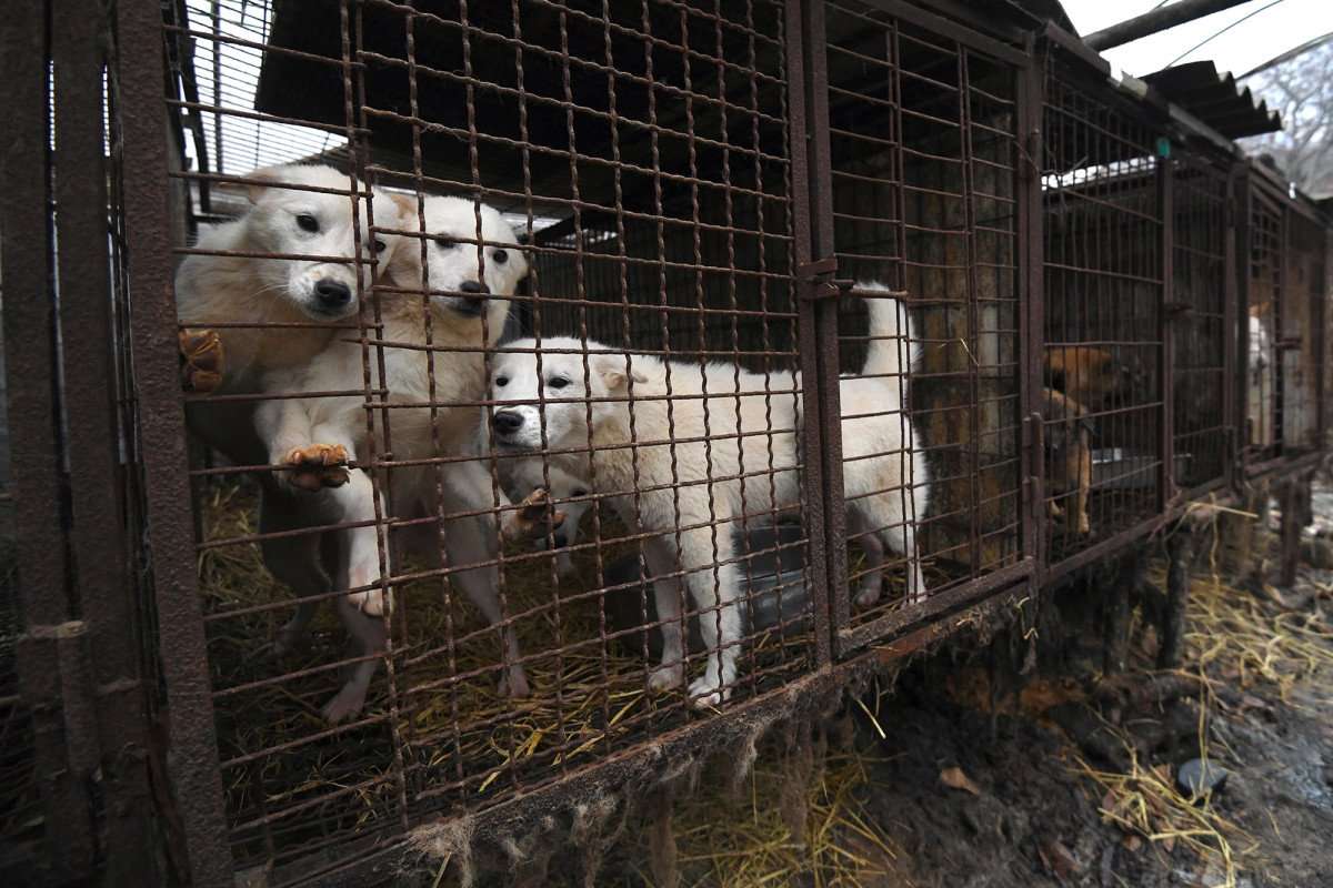 image for South Korean court outlaws killing dogs for their meat