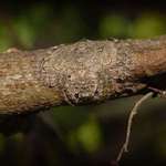 image for Wrap around spider, named for its ability to flatten and wrap its body around tree limbs