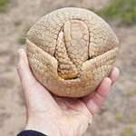 image for The way an armadillo fits together.