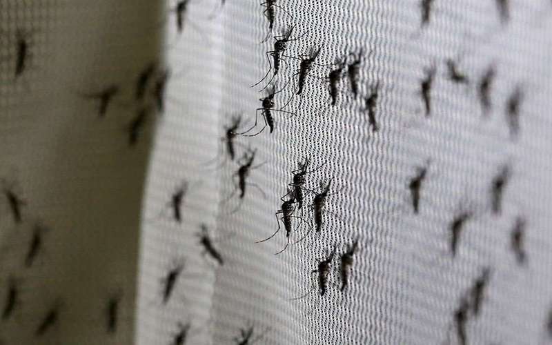 image for Bill Gates donates $4M to create mosquitoes that kill each other using sex