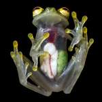 image for You can see every organ in the glass frog.