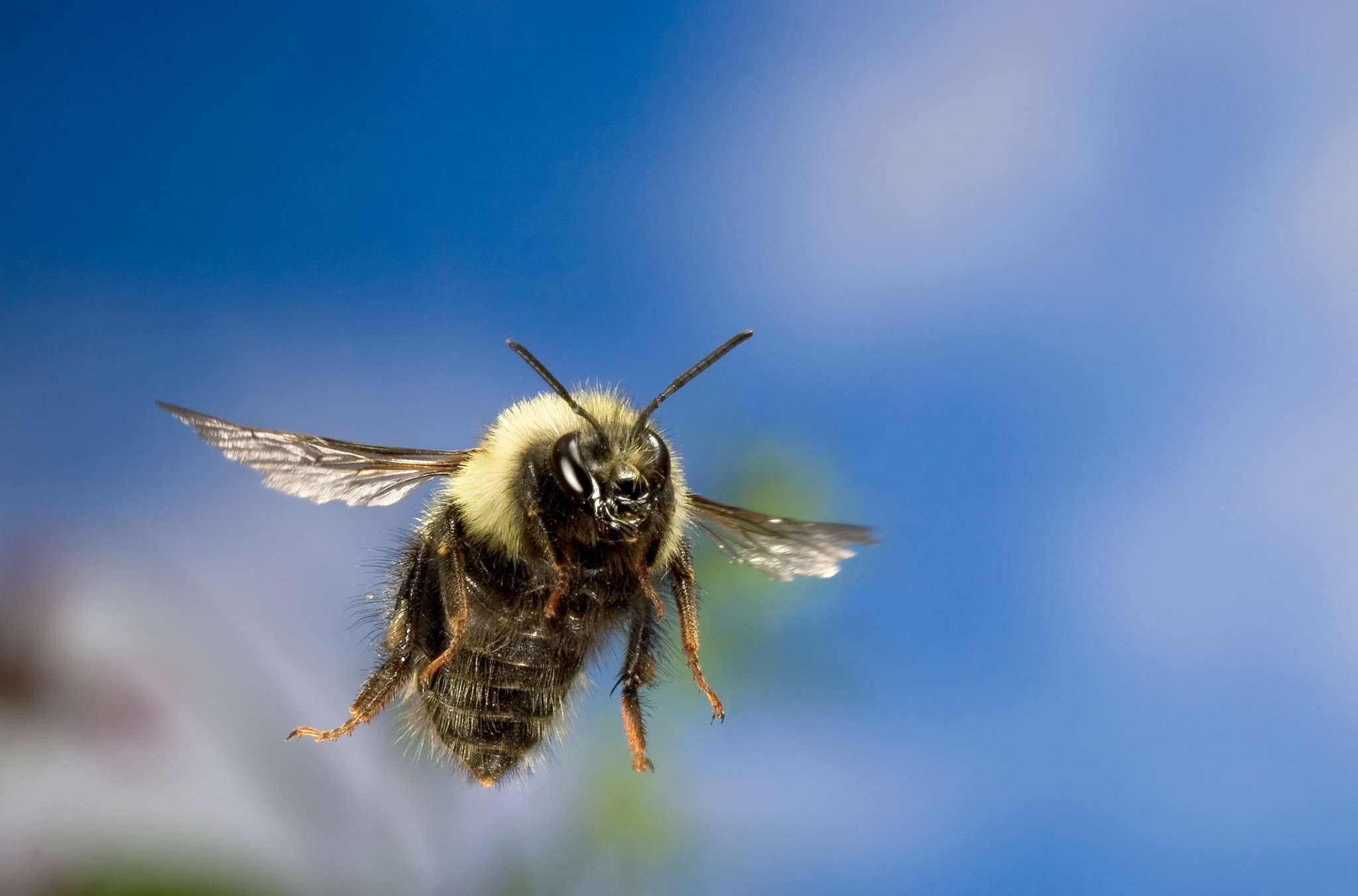 image for Bumblebees Can Fly Higher Than Mount Everest, Scientists Find – National Geographic Blog