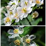 image for The Skeleton Flower’s petals become transparent when it rains.