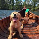 image for Cute Golden Retriever on board