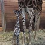 image for Not enough baby giraffes on here